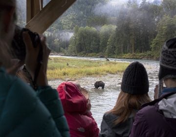 Visitors watch a bear feasting on salmon. The Homalco Nation has invested in a wildlife viewing operation on its territory.