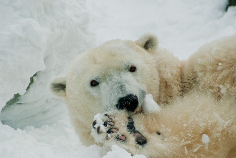 Coldilocks the polar bear (courtesy of The Philadelphia Zoo)