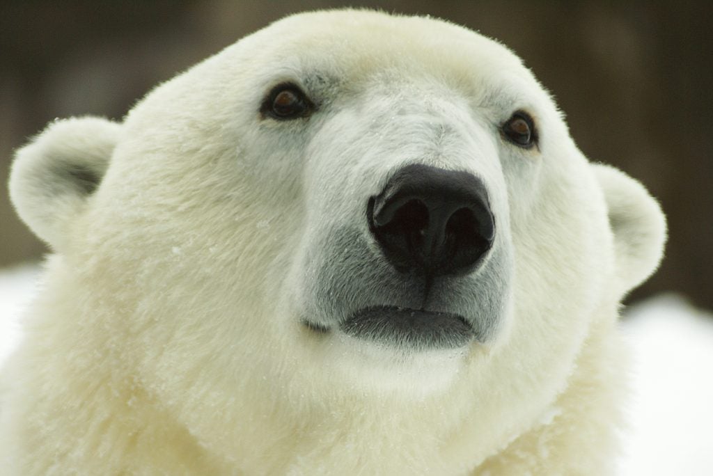 Coldilocks the polar bear (courtesy of The Philadelphia Zoo)