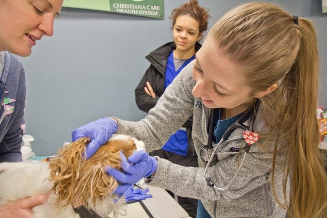 Ginger, 8, gets her long ears examined at the Delaware Humane Association’s free clinic at the Henrietta Johnson Medical Center in Wilmington. (Kimberly Paynter/WHYY)