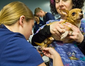 R.J., 10, gets his nails clipped at the Delaware Humane Association’s free clinic at the Henrietta Johnson Medical Center in Wilmington. (Kimberly Paynter/WHYY)