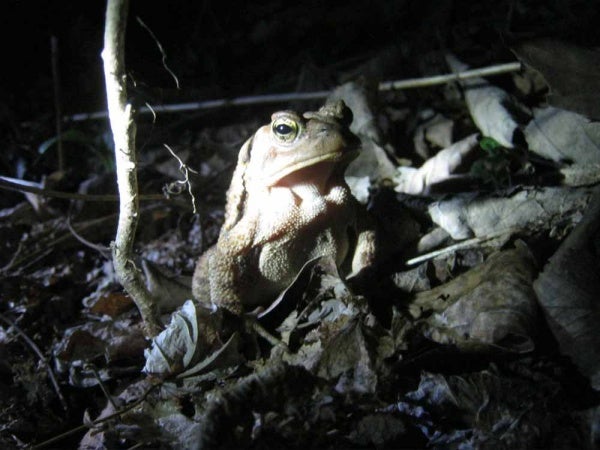 These see-through frogs are full of surprises