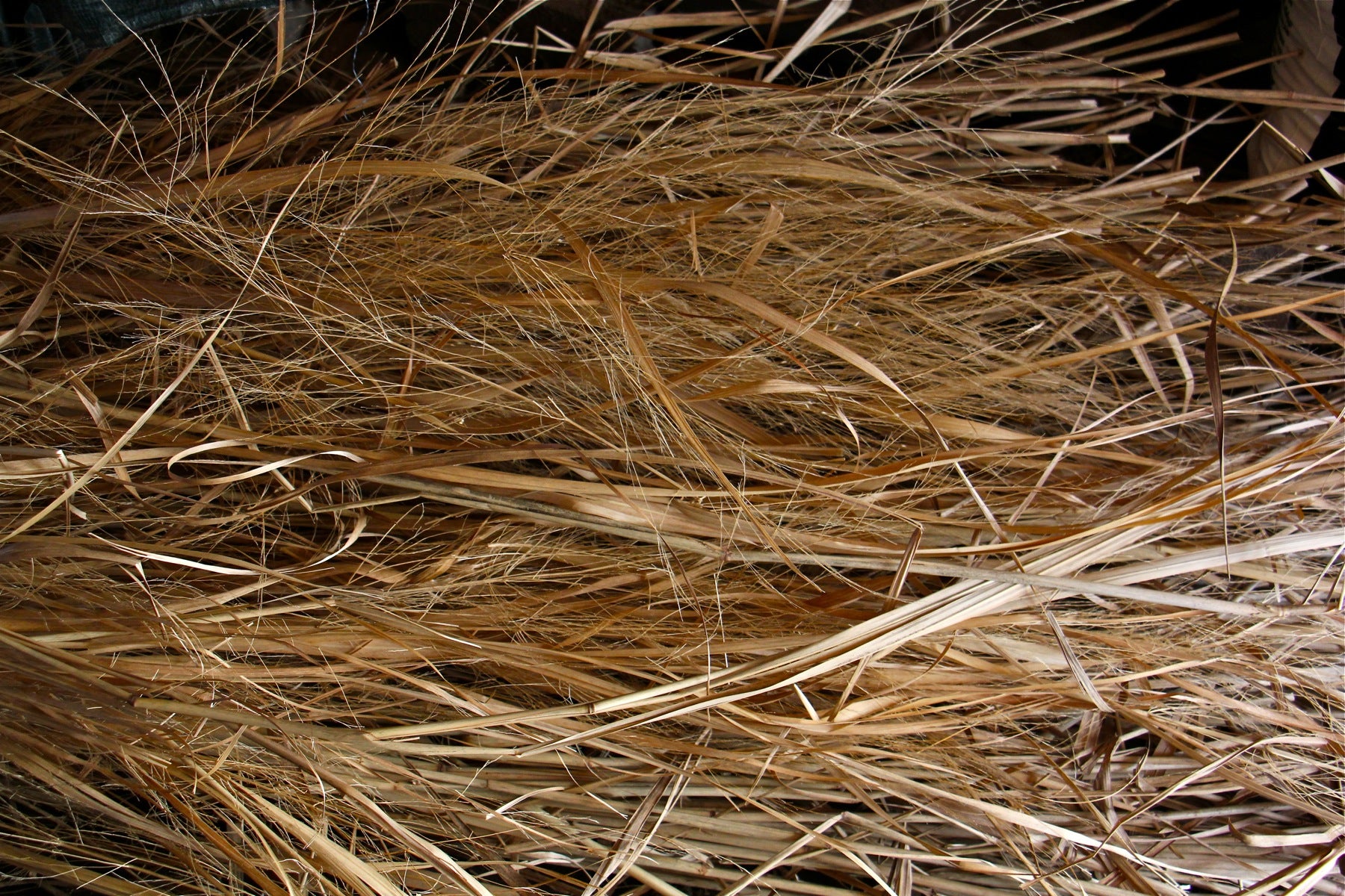 Miscanthus sinensis, used in ornanmental plantings, is commonly known as Chinese silver grass.