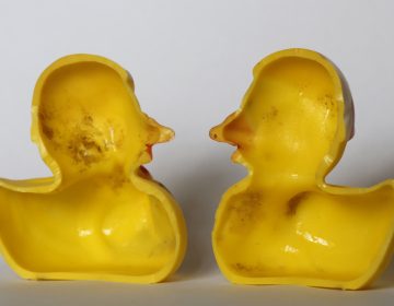 The March 27, 2018 photo shows the inside of a rubber duck after it was cut open for the photo in Nauen, Germany. Swiss researchers now say the cute, yellow bath-time friends harbor a dirty secret: Microbes swimming inside.  (Ferdinand Ostrop/AP Photo)