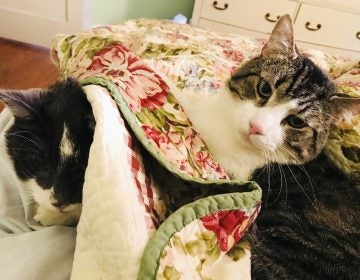 This November 2017 photo provided by Betsy Boyd shows Stanley, (left), recovering in Baltimore following his $19,000 kidney transplant alongside his kidney donor, Jay. Both cats are thriving post-surgery. (Betsy Boyd via AP)