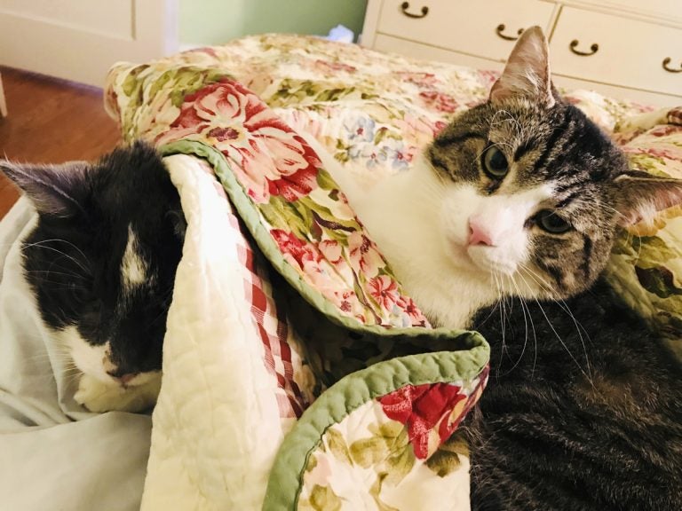 This November 2017 photo provided by Betsy Boyd shows Stanley, (left), recovering in Baltimore following his $19,000 kidney transplant alongside his kidney donor, Jay. Both cats are thriving post-surgery. (Betsy Boyd via AP)