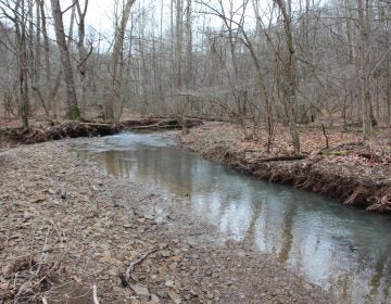 Polen Run in Ryerson Station State Park, Greene County. (Reid R. Frazier/StateImpact Pennsylvania)