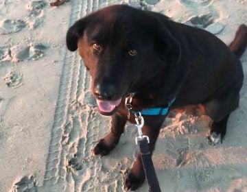 Charlie is a black Lab look-alike with a penchant for taking over the bed. (Image courtesy of Marybeth Hagan)