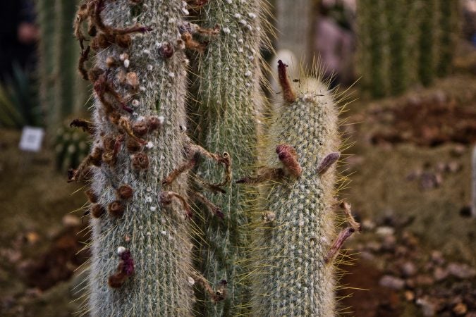 Snow Pole Cactus on display at the 2018 Philadelphia Flower Show. (Kimberly Paynter/WHYY)