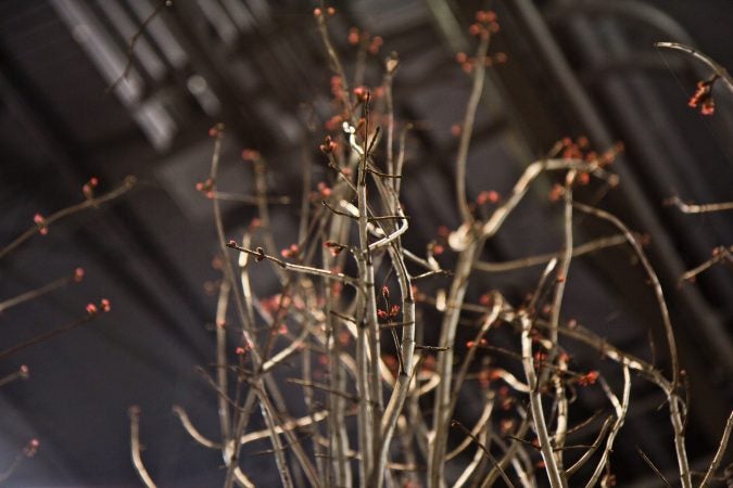 A mature red maple tree can intercept about 11,000 gallons of stormwater a year. (Kimberly Paynter/WHYY)