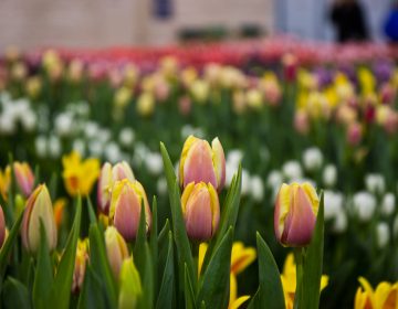 Tulips on display at the 2018 Philadelphia Flower Show. (Kimberly Paynter/WHYY)