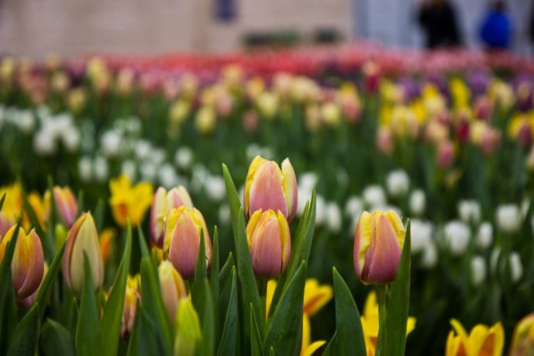 Tulips on display at the 2018 Philadelphia Flower Show. (Kimberly Paynter/WHYY)