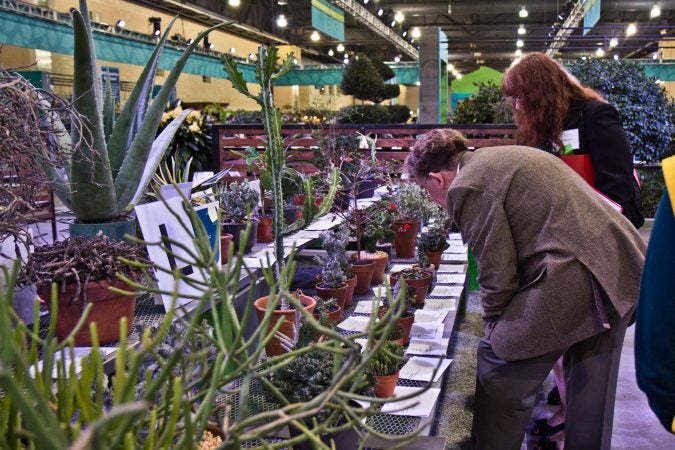 Succulents are judged at the Hamilton Horticourt at the 2018 Flower Show. (Kimberly Paynter/WHYY)