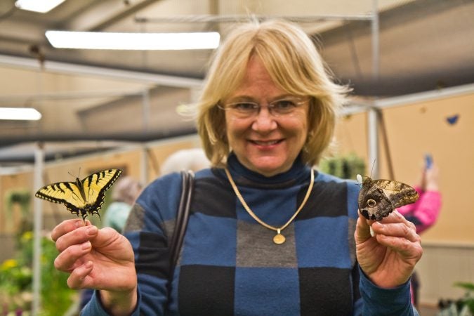 Madeleine Garberg from Malvern, Pa., feeds butterfly nectar at the Philadelphia Flower Show’s Butterfly Experience. (Kimberly Paynter/WHYY)