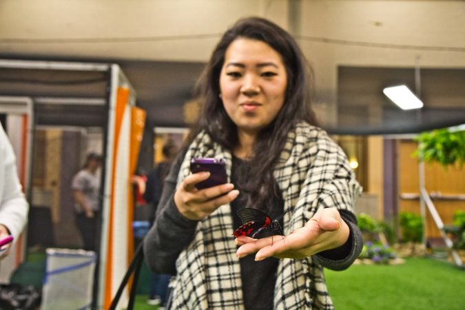 Juliana Laurizo from Philadelphia, Pa., holds at butterfly at the Philadelphia Flower Show’s Butterfly Experience. (Kimberly Paynter/WHYY)