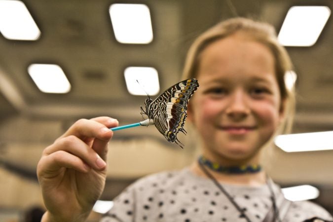 Alexandra Rimska feeds a butterfly nectar at the Philadelphia Flower Show’s Butterfly Experience. (Kimberly Paynter/WHYY)