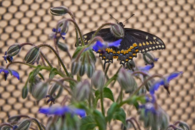 Visitors interact with butterflies at the Philadelphia Flower Show’s Butterfly Experience. (Kimberly Paynter/WHYY)
