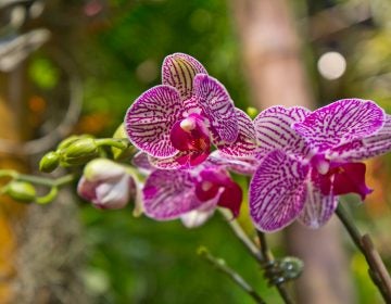 Orchids on display at the main exhibit of the 2018 Flower Show in Philadelphia. (Kimberly Paynter/WHYY)