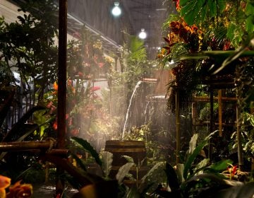 The 2018 Philadelphia Flower Show theme Wonders of Water inspired the main exhibit rainforest theme. (Kimberly Paynter/WHYY)