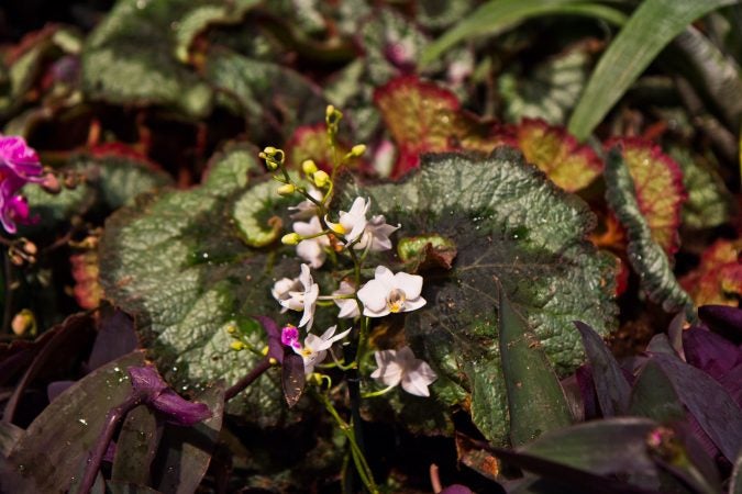 The 2018 Philadelphia Flower Show theme Wonders of Water inspired the main exhibit rainforest theme. (Kimberly Paynter/WHYY)