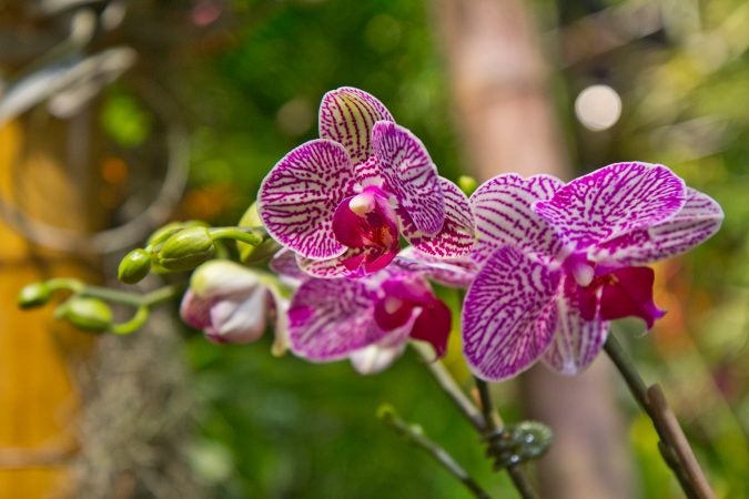 Orchids on display at the main exhibit of the 2018 Flower Show in Philadelphia. (Kimberly Paynter/WHYY)