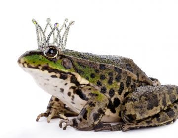 frog prince