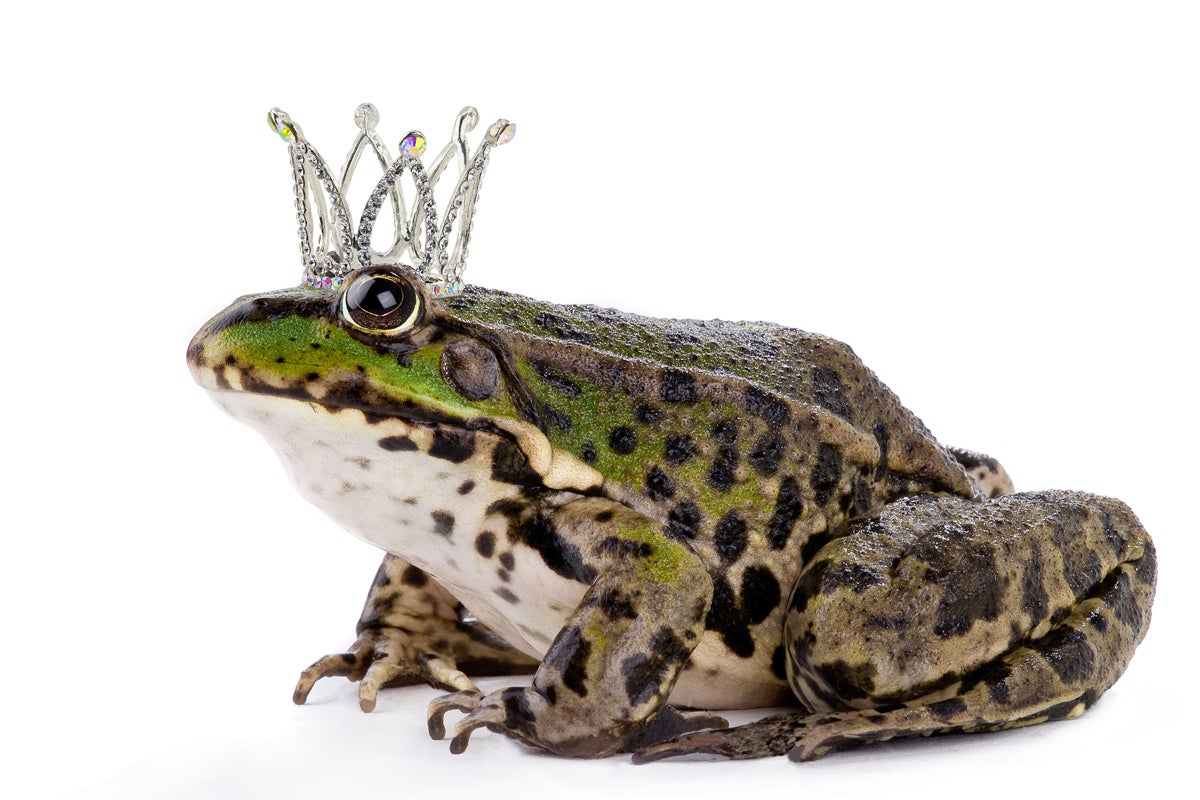 The Frog Prince - Where to Watch and Stream - TV Guide