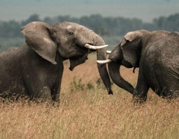 Two elephants play in a field in southern Kenya earlier this year. (Yasuyoshi Chiba/AFP/Getty Images)
