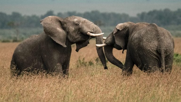 Two elephants play in a field in southern Kenya earlier this year. (Yasuyoshi Chiba/AFP/Getty Images)