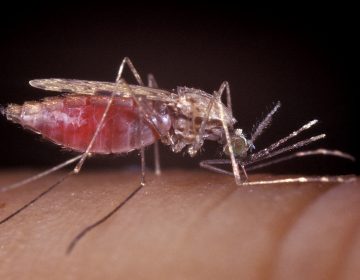The female Anopheles mosquito is a spreader of malaria. (Smith Collection/Gado/Getty Images)