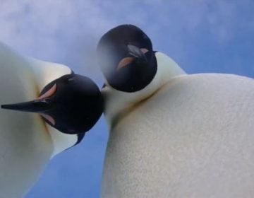 Emperor penguins near Australia's Mawson research center in Antarctica took a video 
