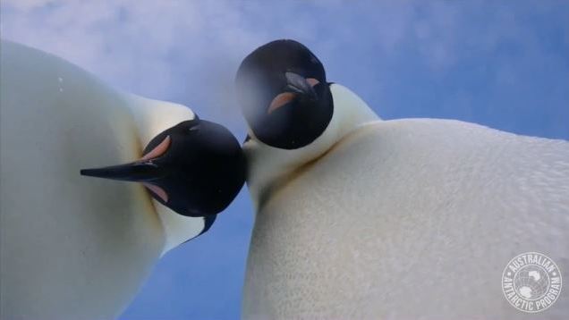 Emperor penguins near Australia's Mawson research center in Antarctica took a video 