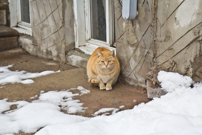 A cat avoids snow Thursday morning in West Philadelphia. (Kimberly Paynter/WHYY)