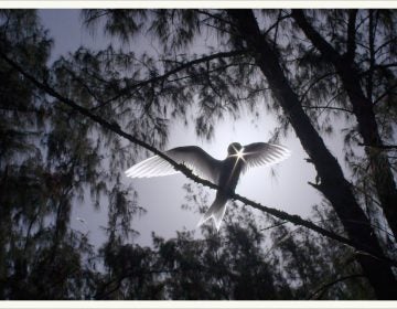 Albatross birds are among the largest sea birds. (Image from Albatross documentary)