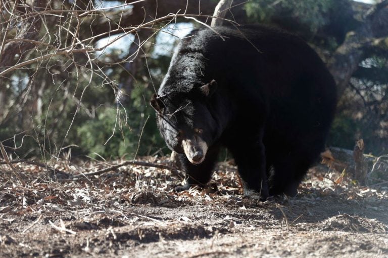 Bears in Pennsylvania are struggling with mange they can't seem to kick. (Brandon Wade/AP Images for The Humane Society of the United States)