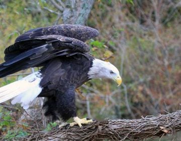 Bald eagle (Photo by Lee Hajduk)