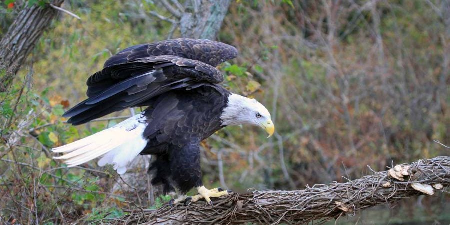 Bald eagle (Photo by Lee Hajduk)