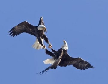 Bald Eagles jousting. (Photo by Kevin Karlson)