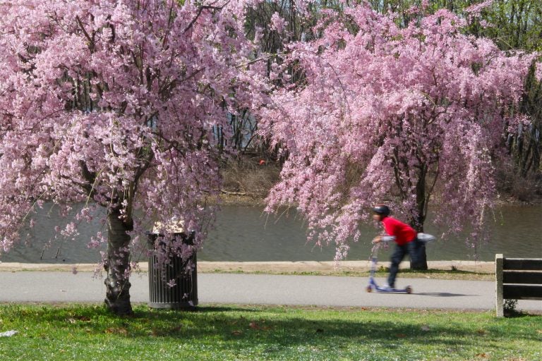 Cherry trees near Boathouse Row are in full bloom. (Emma Lee/WHYY)