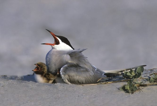 Common tern with chick at Stone Harbor, N,J. (Photo by Kevin Karlson)