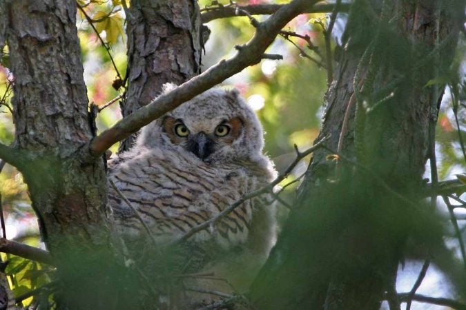 Great horned owl (Photo by Lee Hajduk)