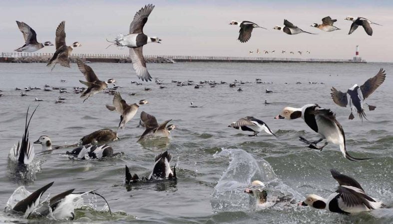 Long-tailed Duck landing in the water. (Photo by Richard Crossley)