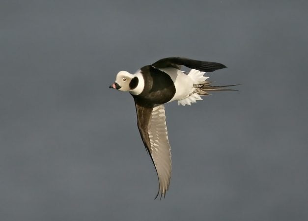 Long-tailed duck (Photo by Kevin Karlson)