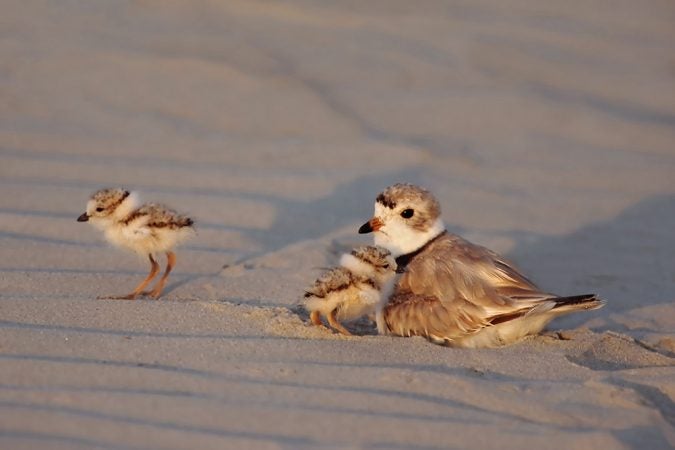 Piping plover with chicks in Cape May, N.J. (Courtesy of Kevin Karlson)