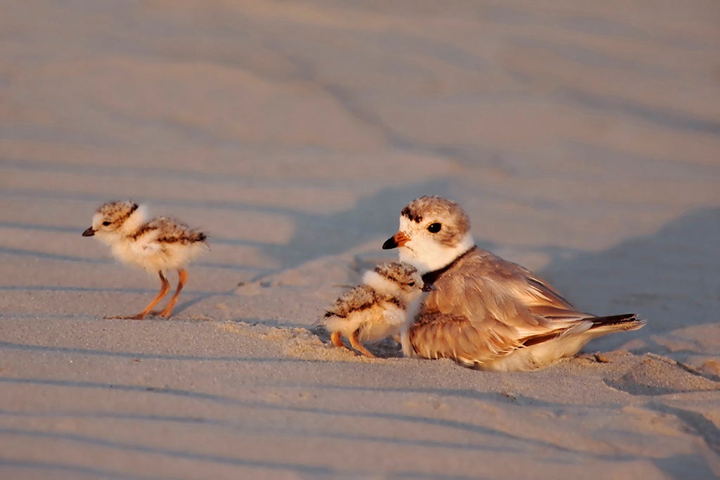 N J S Endangered Piping Plover Population Increased In 19 Whyy