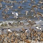 Red knots fly and stand on the beach.