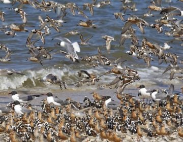 Red knots fly and stand on the beach.