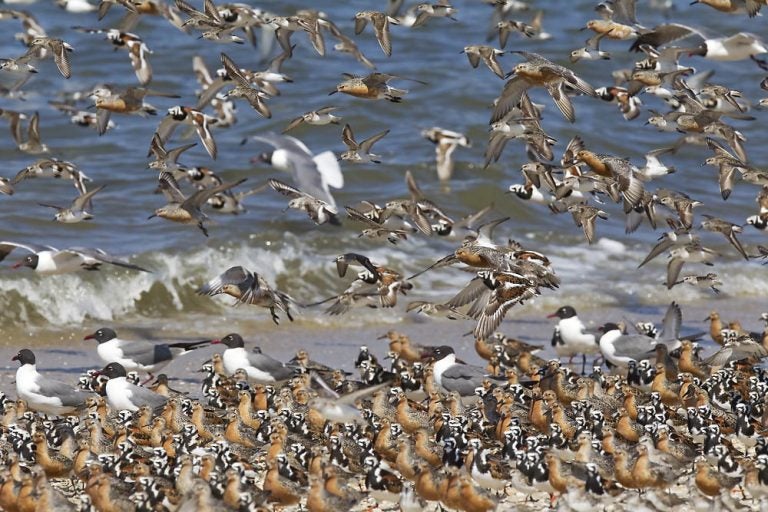 Red knots fly and stand on the beach.