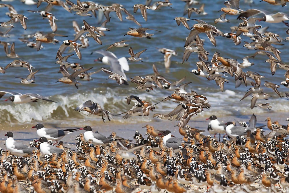 New Island Off Nj Coast Is Haven For The Red Knot Whyy