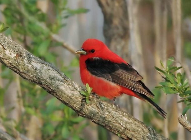 Scarlet tanager at Stone Harbor N.J. (Photo by Kevin Karlson)